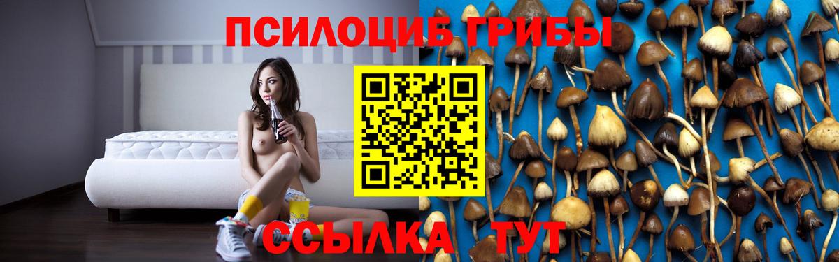 Псилоцибиновые грибы Cubensis Котлас